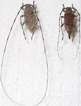 Timberman beetle