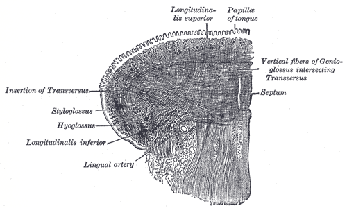 superior longitudinal muscle of tongue
