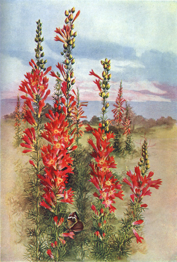 Ipomopsis