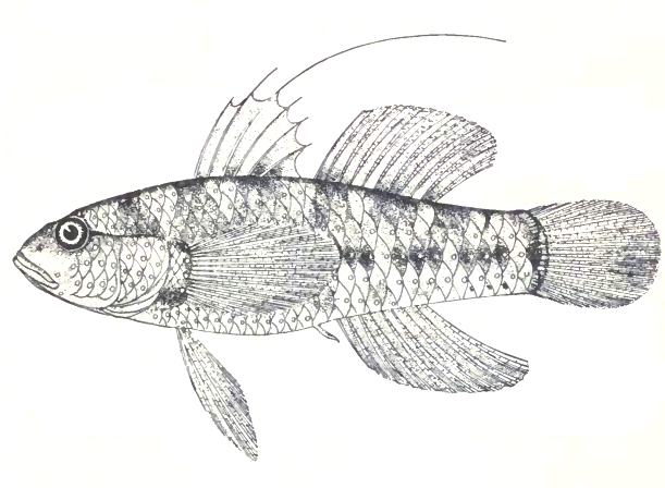 Asterropteryx