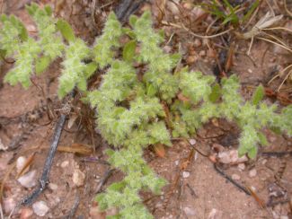Herniaria hirsuta