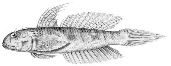 Oxyurichthys