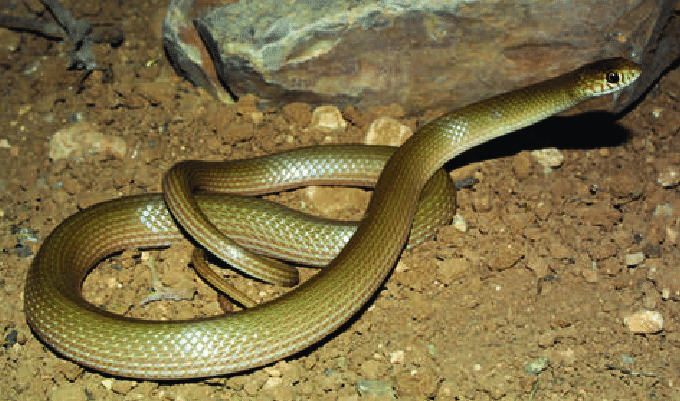 Eirenis decemlineatus