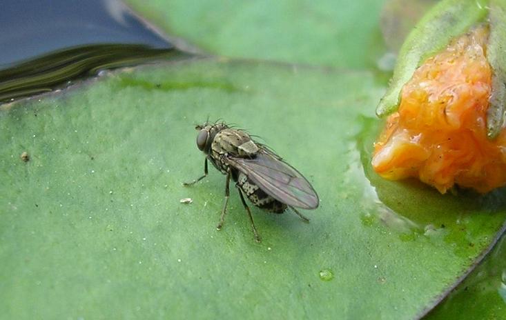 Ephydroidea