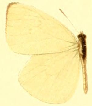 Pseudopieris