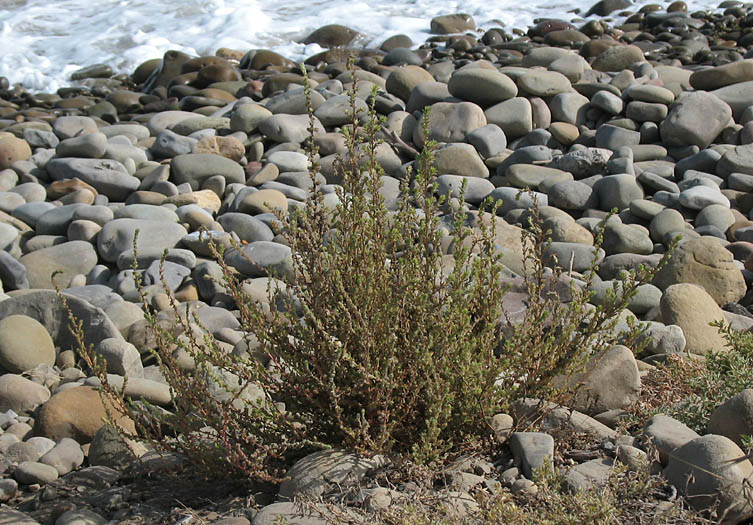 Bassia hyssopifolia