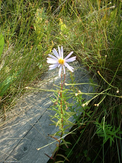 Oclemena