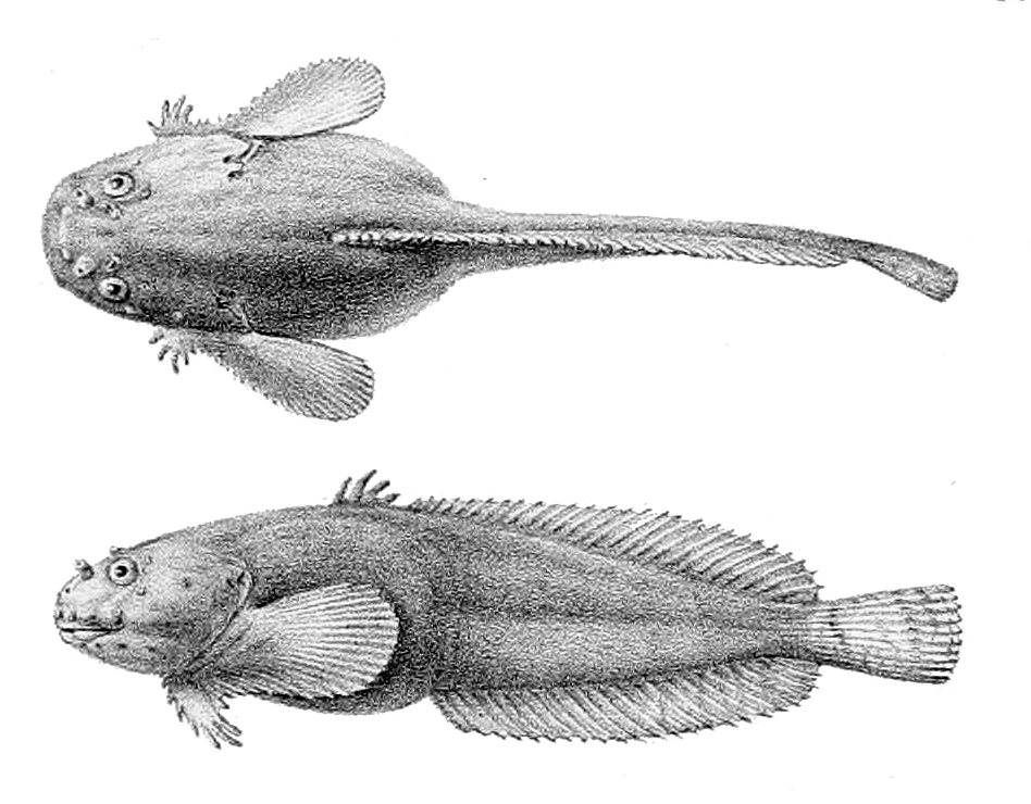 Liparis montagui