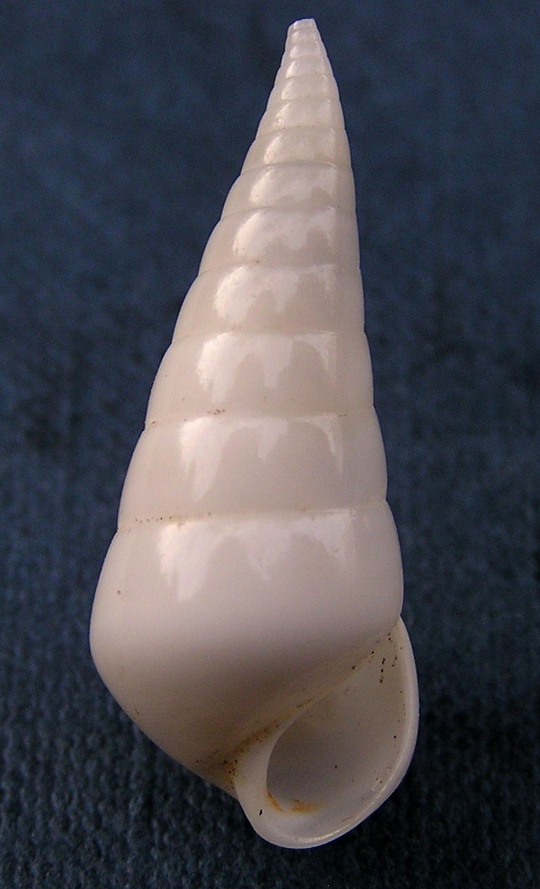 Eulimidae