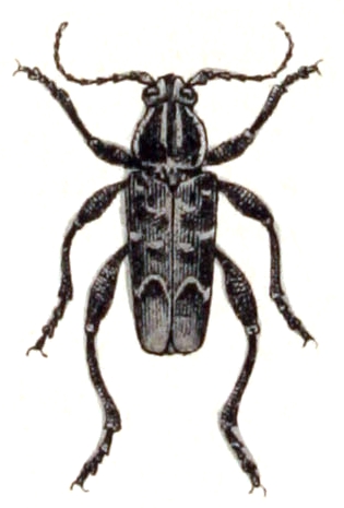 Xylotrechus