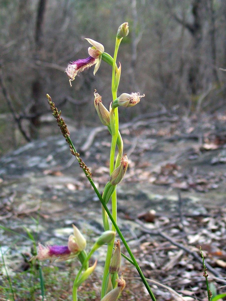 Calochilus
