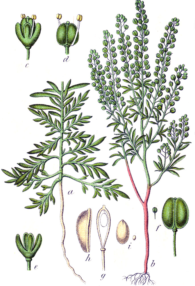 Lepidium ruderale