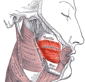 buccinator muscle