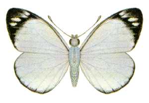 Delias nigrina