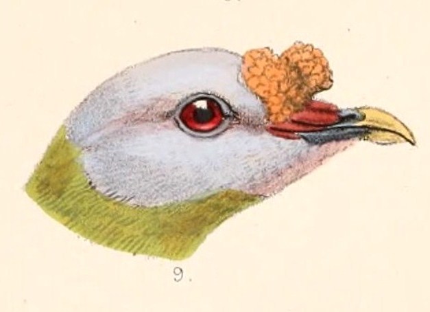 Carunculated Fruit Dove