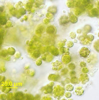 Chlorellales