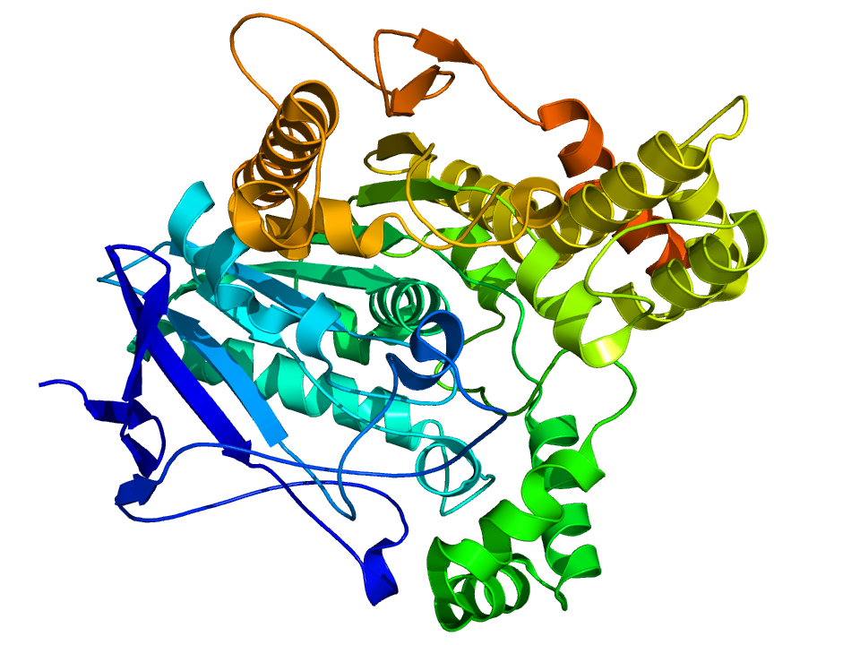 cholinesterase