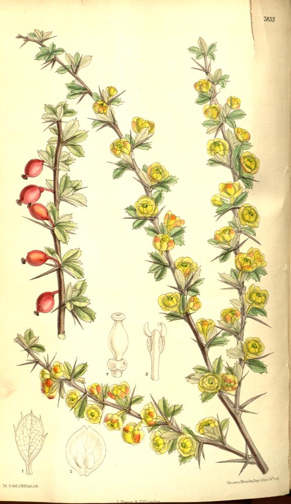 Berberis dictyophylla