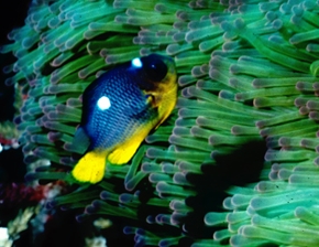 Dascyllus auripinnis