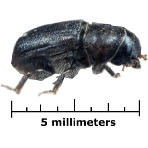 Dendroctonus