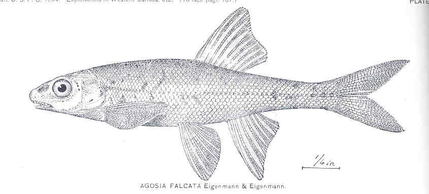 Leopard dace