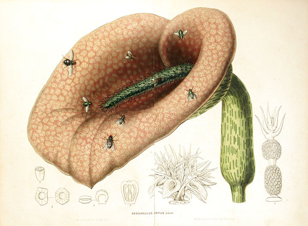 Helicodiceros muscivorus