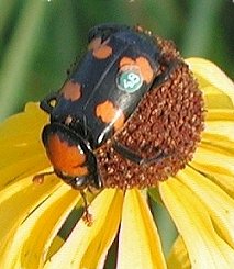 Nicrophorinae