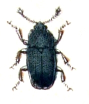 Cerylonidae