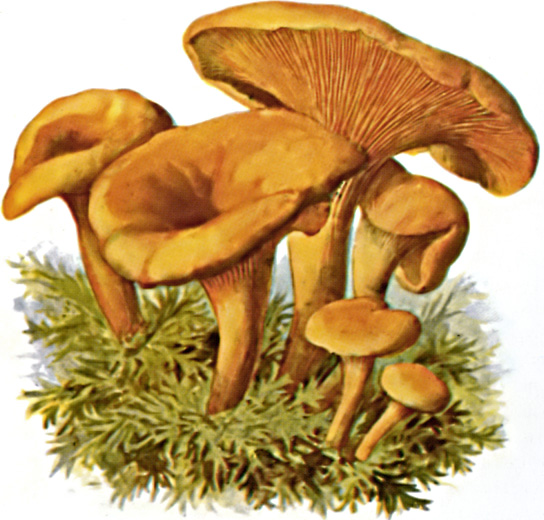 Hygrophoropsidaceae
