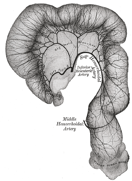 superior rectal artery
