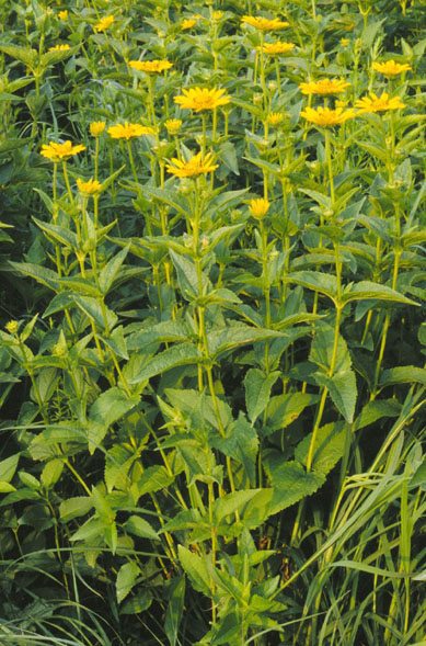 Heliopsis