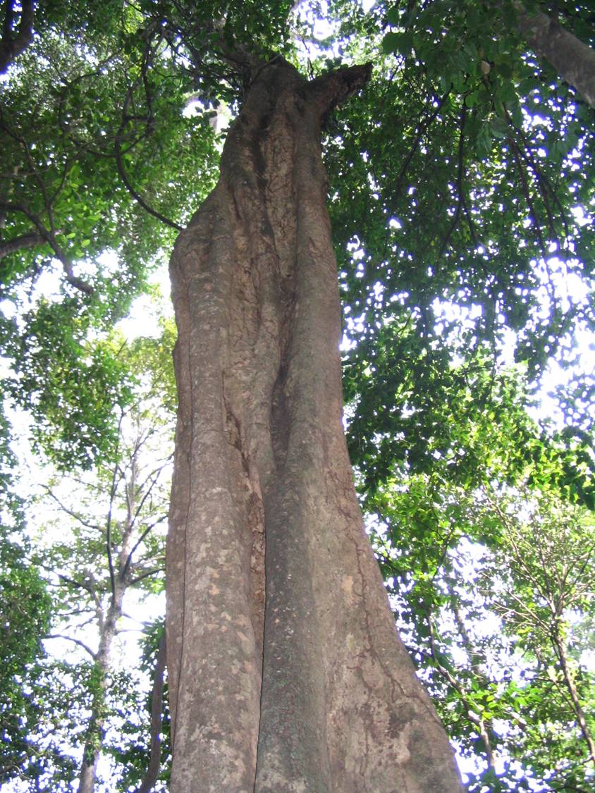 Ixonanthaceae