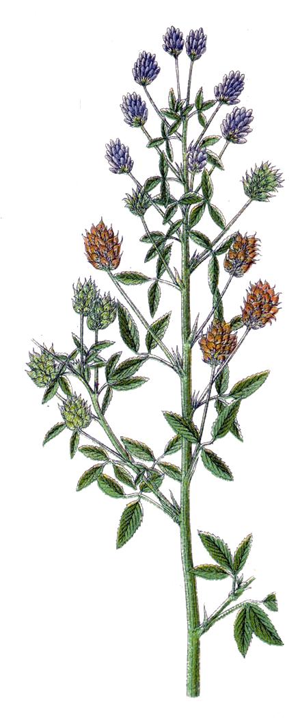 Trigonella procumbens