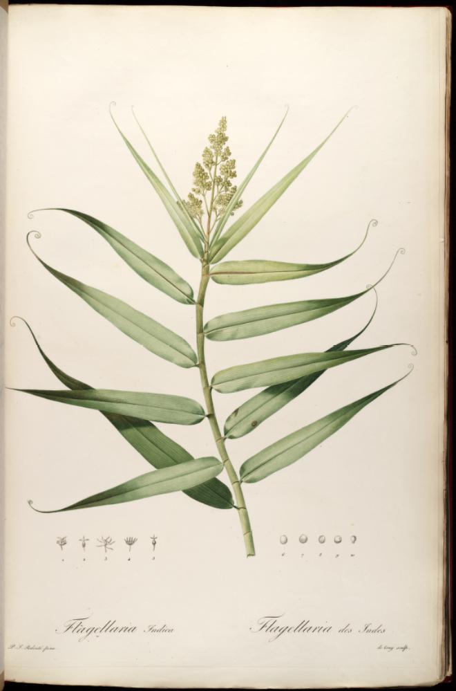 Flagellariaceae