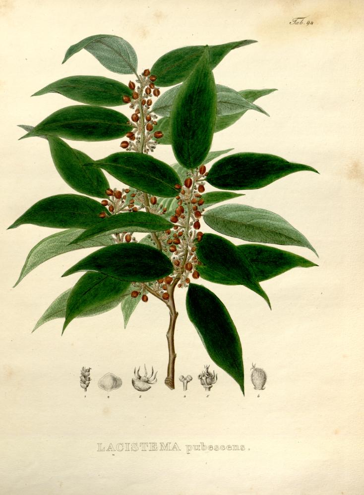 Lacistemataceae