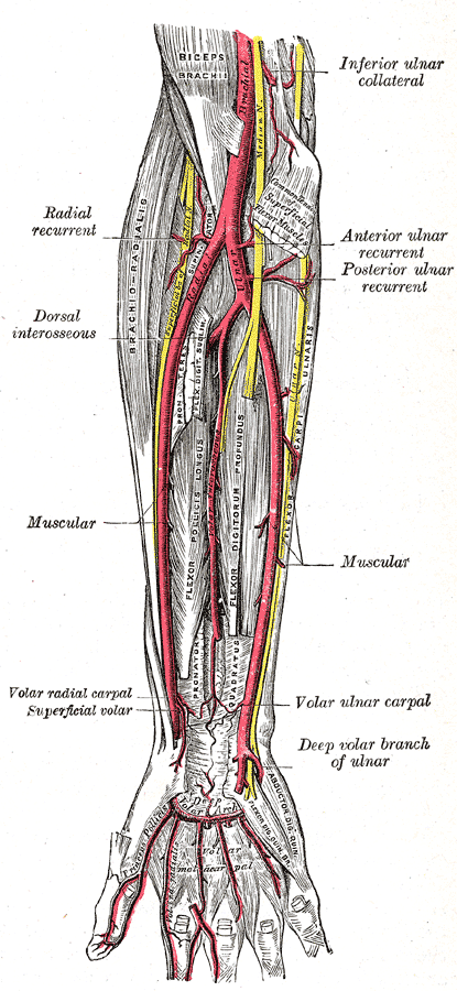 ulnar artery