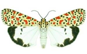 Utetheisa