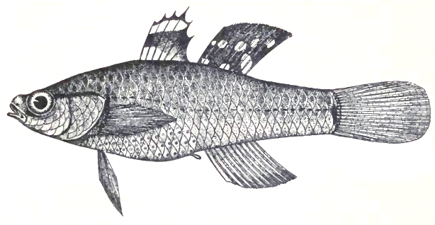 Hypseleotris cyprinoides