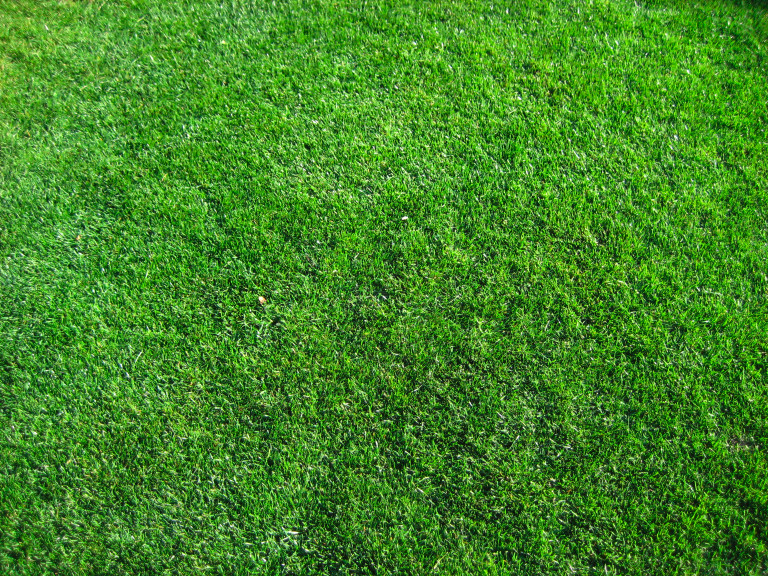 lawn