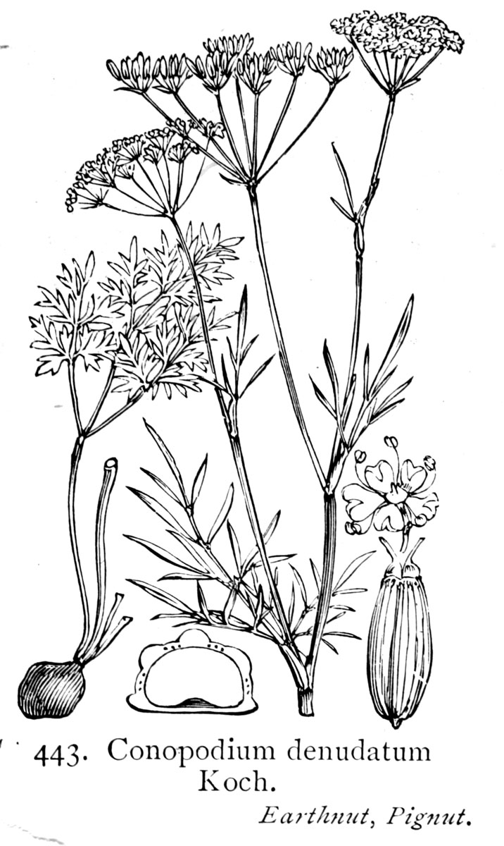 Conopodium