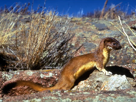 long-tailed weasel