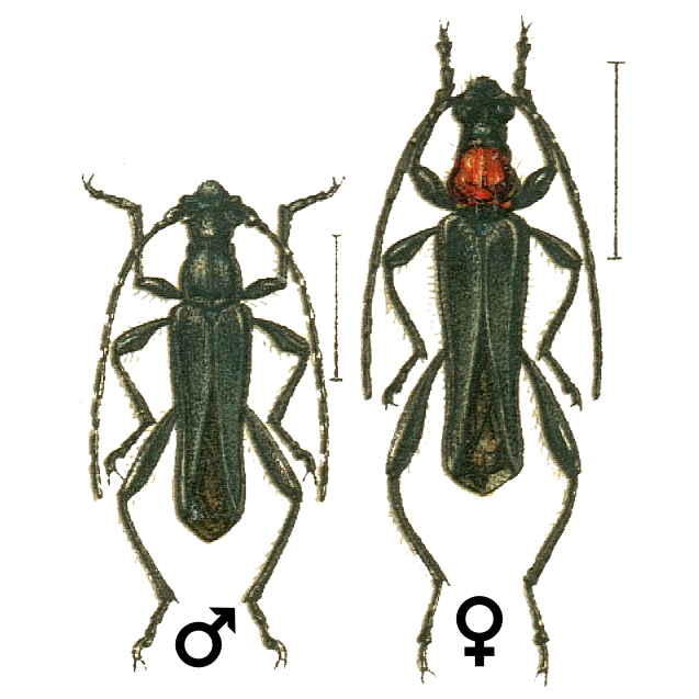 Callimoxys