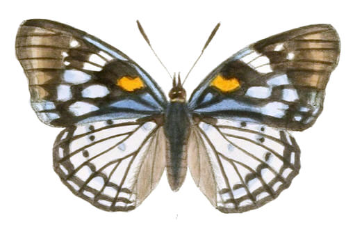 Sephisa chandra