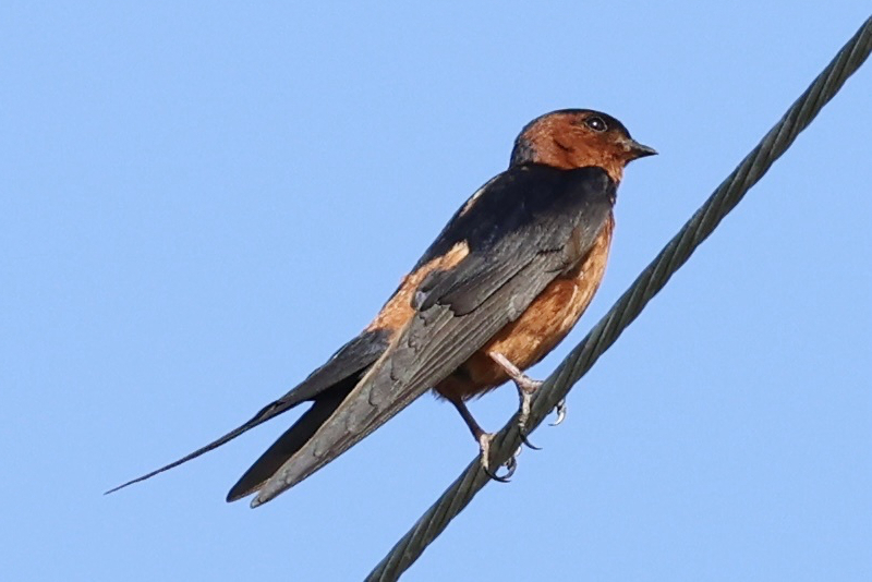Rufous-bellied Swallow