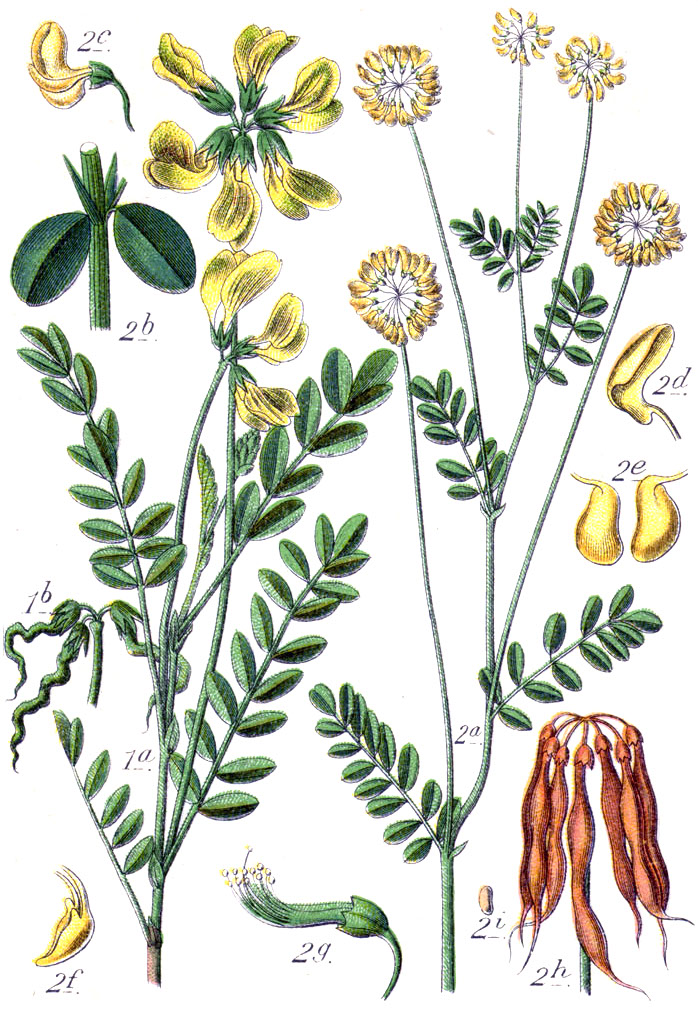 Coronilla coronata