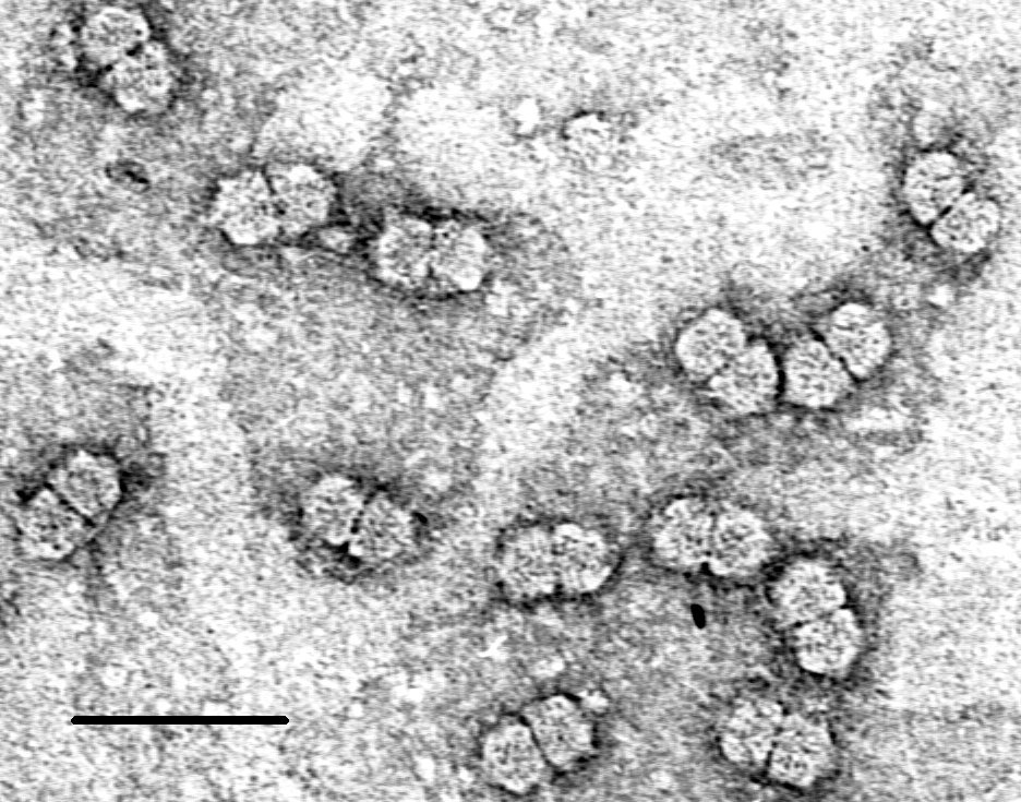 Geminiviridae