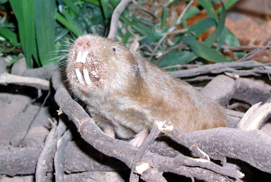 Fukomys