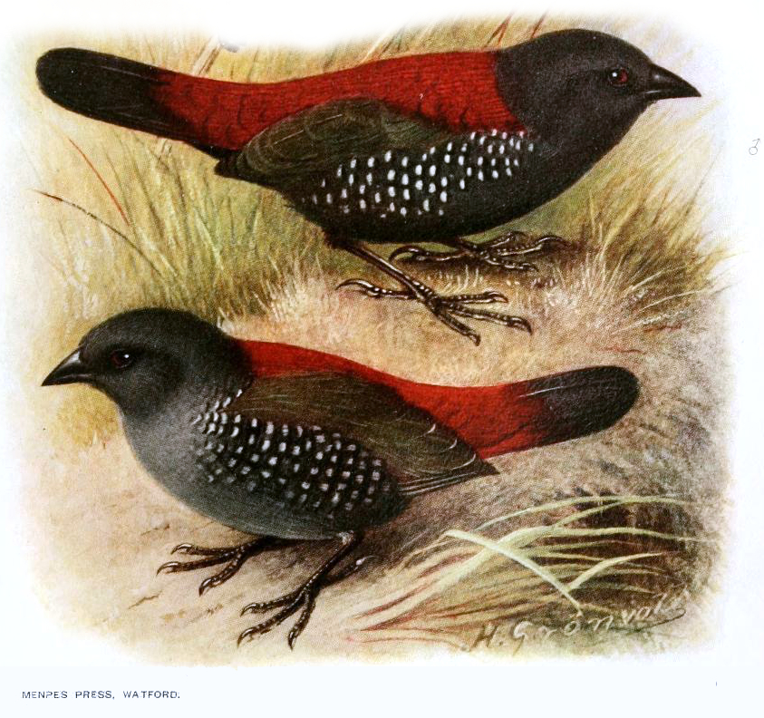 Euschistospiza dybowskii