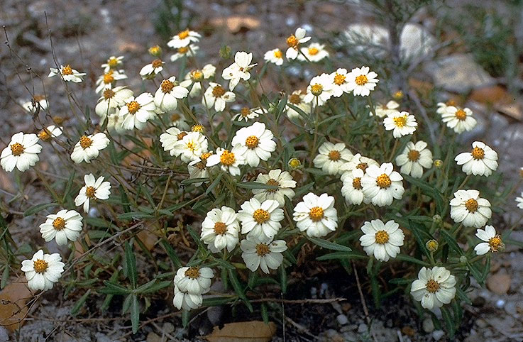 Melampodium
