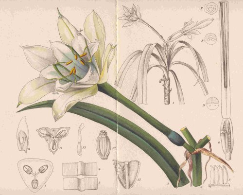 Pamianthe